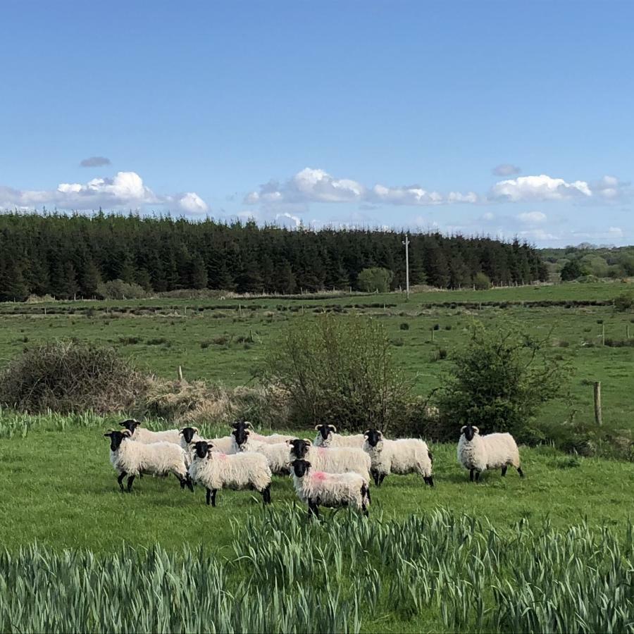 Thistledown - Ballina - Crossmolina - County Mayo - Sleeps 8 - Sister Property To Inglewood 外观 照片